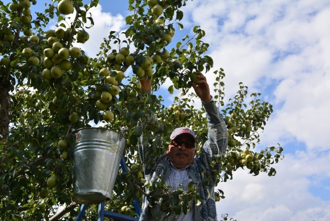 Karyağdı Armudu Üreticinin Yüzünü Güldürdü