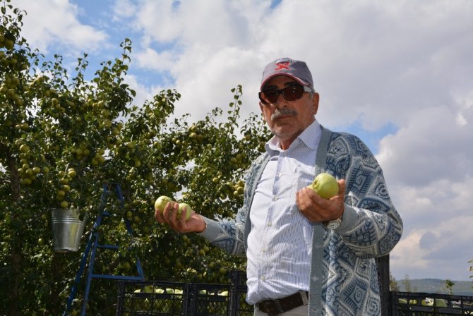 Karyağdı Armudu Üreticinin Yüzünü Güldürdü