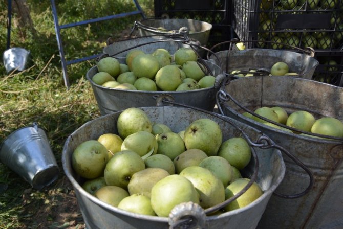 Karyağdı Armudu Üreticinin Yüzünü Güldürdü