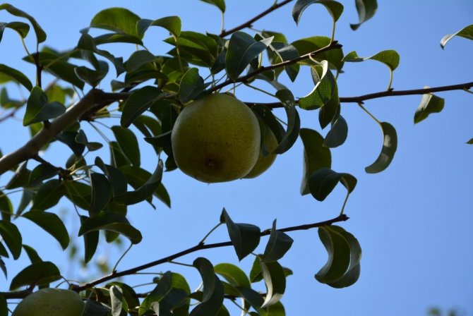 Karyağdı Armudu Üreticinin Yüzünü Güldürdü