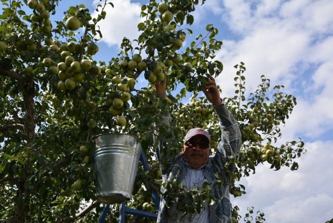 Karyağdı Armudu Üreticinin Yüzünü Güldürdü