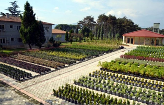 Samsun’da Bu Yıl 4,8 Milyon Fidan Üretildi