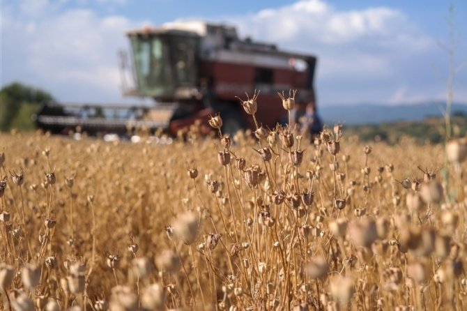 Domaniç’te Alternatif Ürün Sevinci