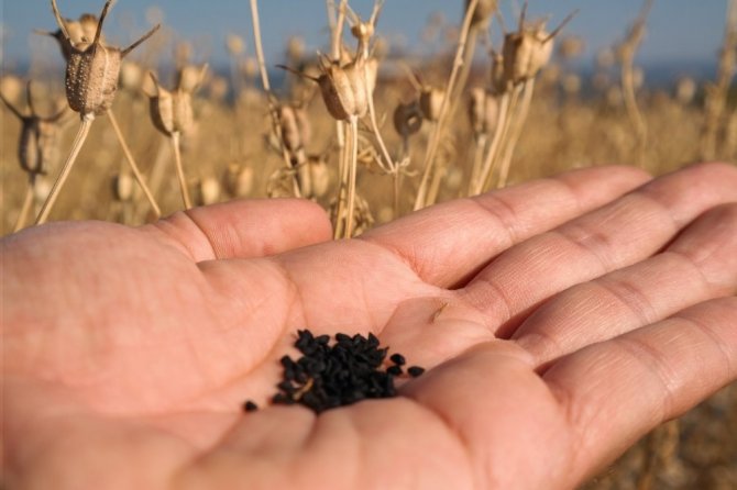 Domaniç’te Alternatif Ürün Sevinci