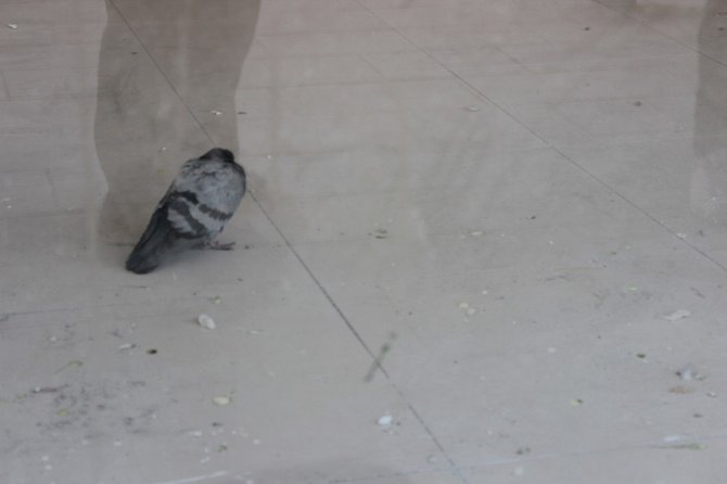 Kırşehirli Esnaf Mahsur Kalan Güvercini Kurtarmak İçin Seferber Oldu