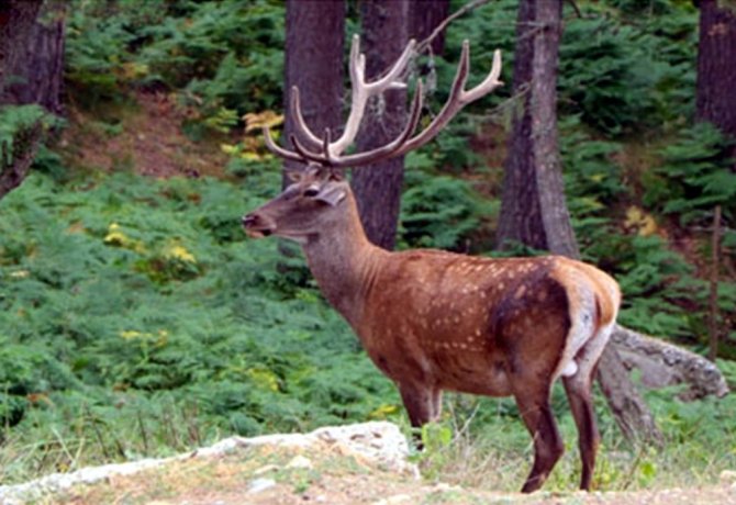 Samsun’da 154 Endemik Bitki Ve Hayvan Türü Tespit Edildi