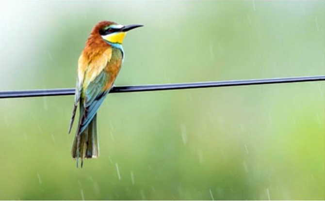 Samsun’da 154 Endemik Bitki Ve Hayvan Türü Tespit Edildi