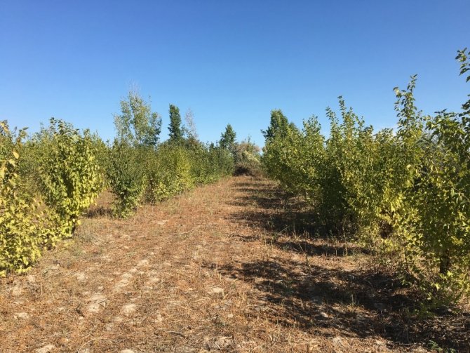 Bakanlık, Aral Gölü’ndeki Çevre Felaketine ’Dur’ Demek İçin Harekete Geçti