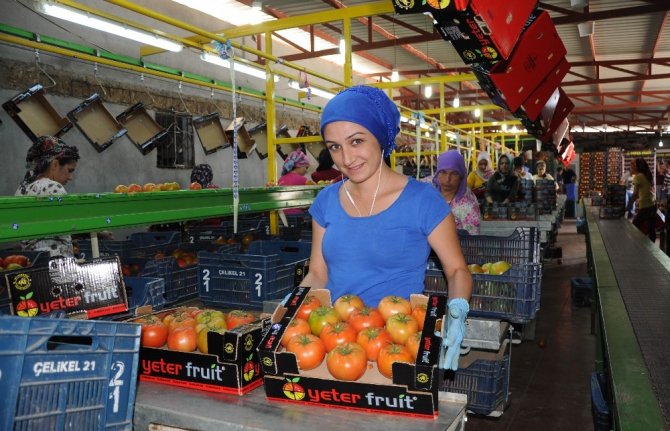 Rusya’nın Domates İthalatına Mersin Talip