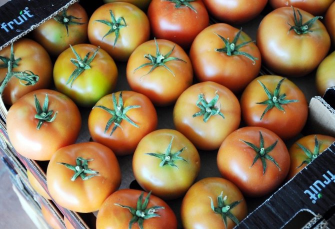 Rusya’nın Domates İthalatına Mersin Talip