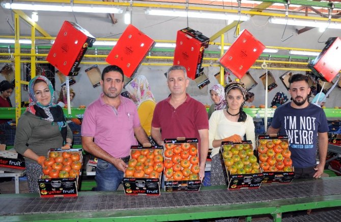 Rusya’nın Domates İthalatına Mersin Talip