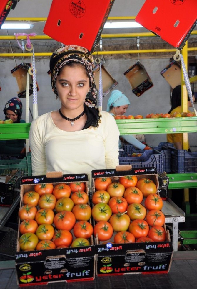 Rusya’nın Domates İthalatına Mersin Talip