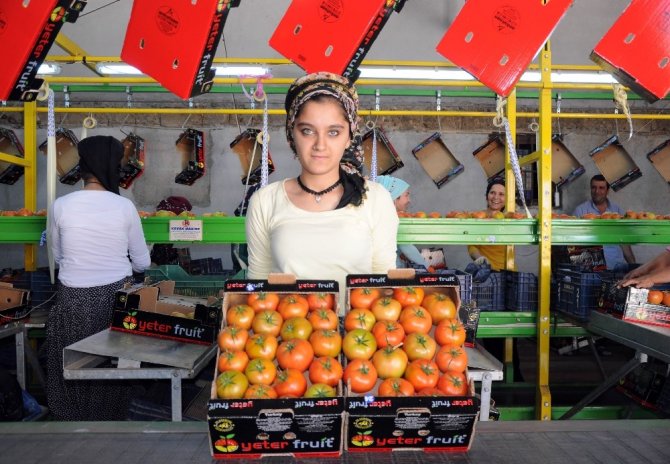 Rusya’nın Domates İthalatına Mersin Talip