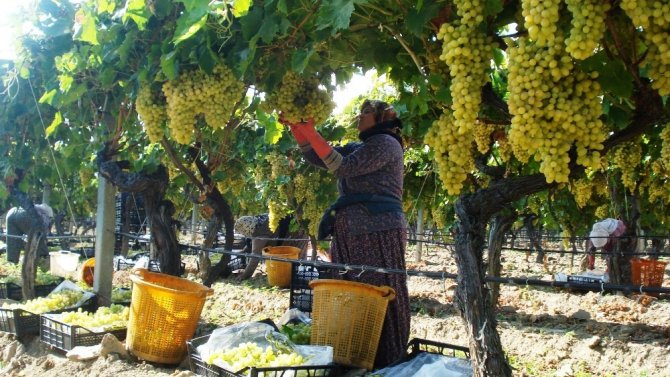 Sarıgöl’de 200 Bin Ton Üzüm Örtü Altında