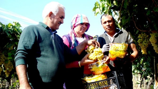 Sarıgöl’de 200 Bin Ton Üzüm Örtü Altında