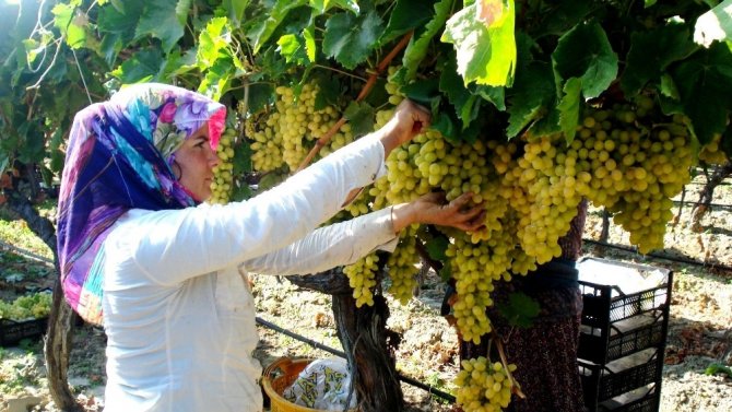 Sarıgöl’de 200 Bin Ton Üzüm Örtü Altında