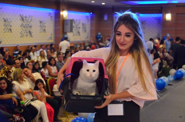 Pursaklar’da Hafta Sonu Kedi Güzellik Festivali Var