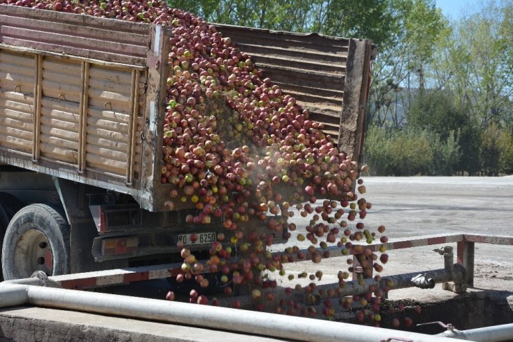 Meyve Suyu Farikası Ankon Elma Alımına Başladı