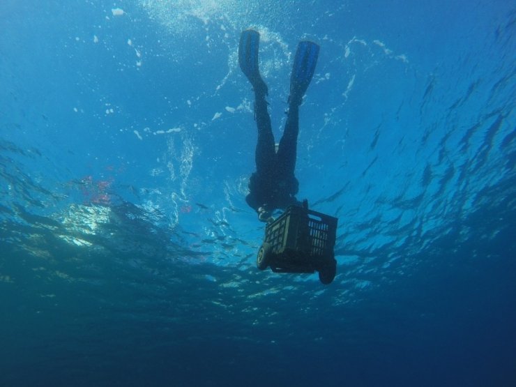 Deniz Dibi Temizliği Çatı Koyu’nda Devam Etti