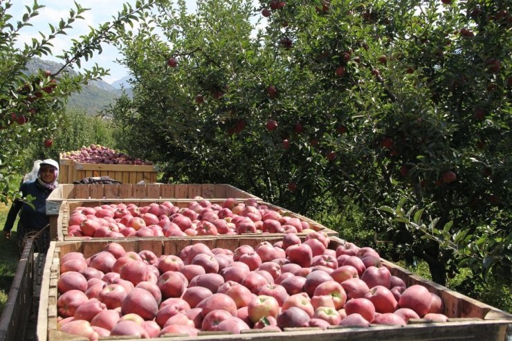 Her Beş Elmadan Biri Isparta’da Üretiliyor