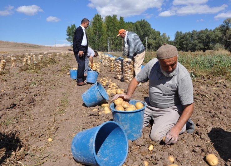 Sorgun’da Patates Hasadı Başladı