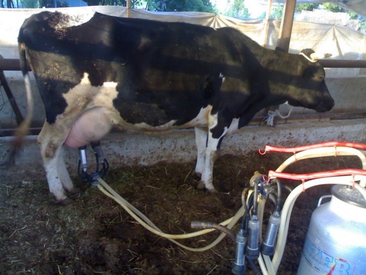 Yenişehirli Besicilere 4 Milyon Liralık Destekleme