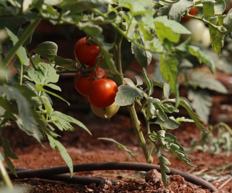 Domates Fideleri Rusya İçin Toprakla Buluştu