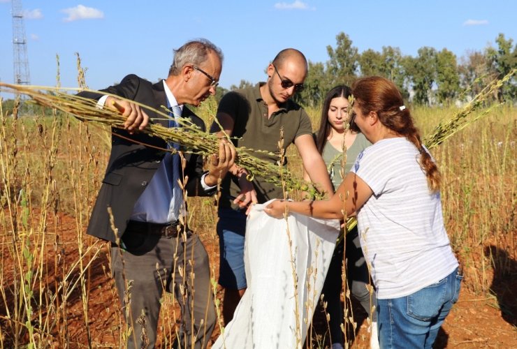 Antalya’da Türünün Tek Örneği Olan Bir Susam Çeşidi Bulundu