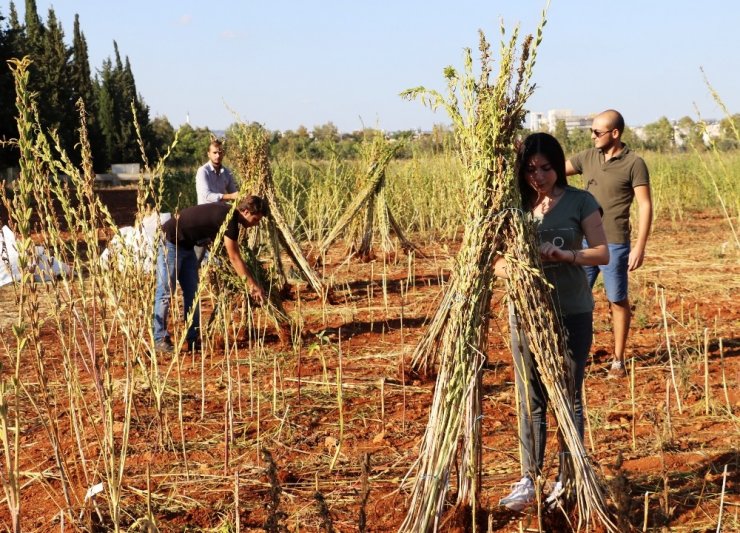 Antalya’da Türünün Tek Örneği Olan Bir Susam Çeşidi Bulundu