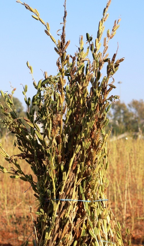 Antalya’da Türünün Tek Örneği Olan Bir Susam Çeşidi Bulundu
