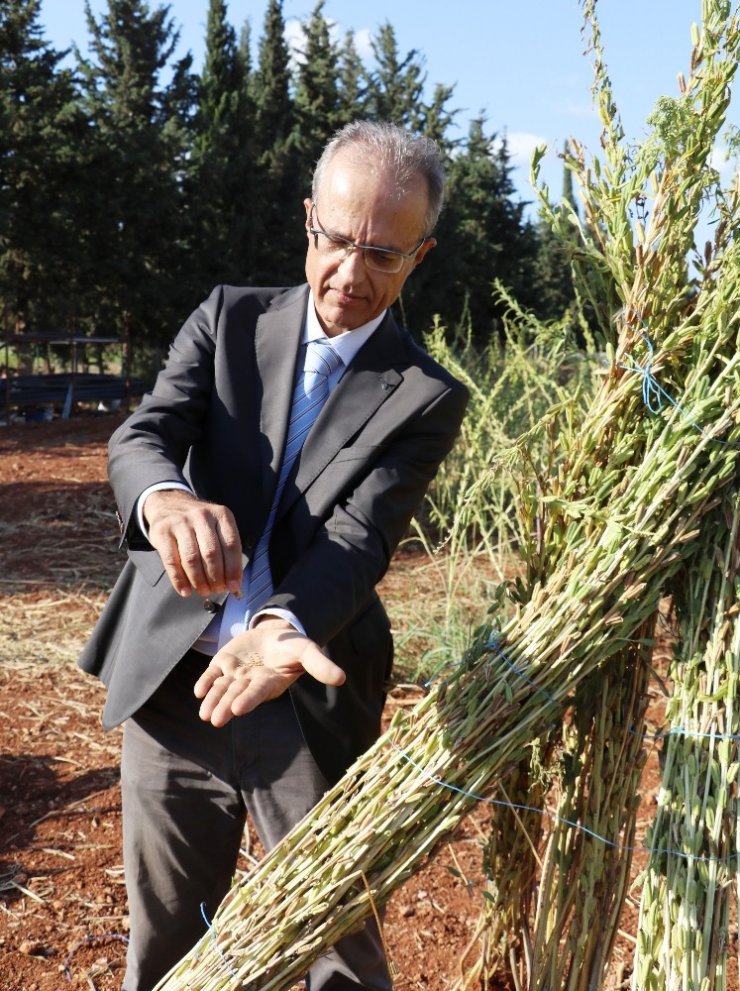 Antalya’da Türünün Tek Örneği Olan Bir Susam Çeşidi Bulundu