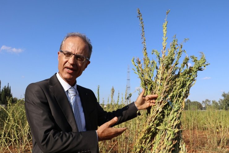 Antalya’da Türünün Tek Örneği Olan Bir Susam Çeşidi Bulundu