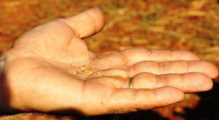 Antalya’da Türünün Tek Örneği Olan Bir Susam Çeşidi Bulundu