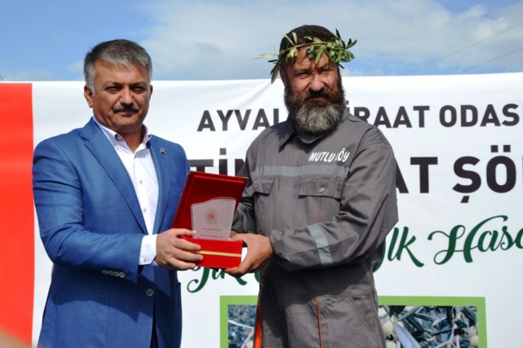 Zeytin Hasadı Törenle Başladı