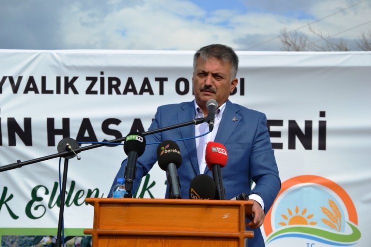 Zeytin Hasadı Törenle Başladı