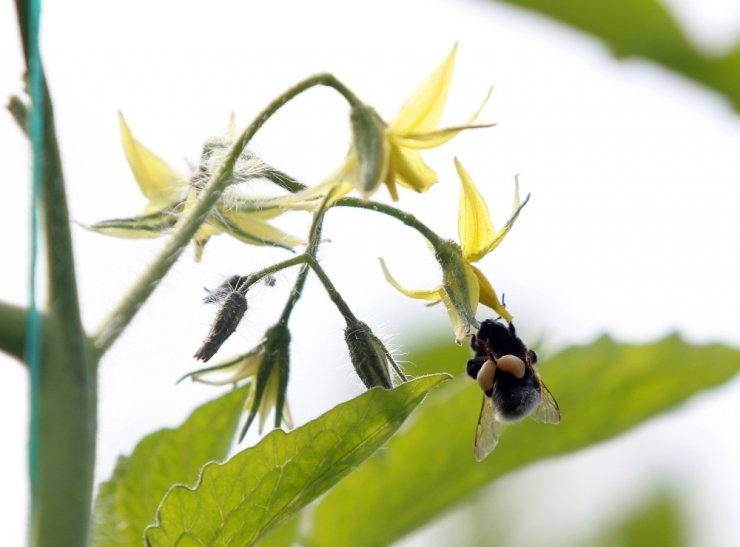 Domates Fideleri Rusya İçin Toprakla Buluştu