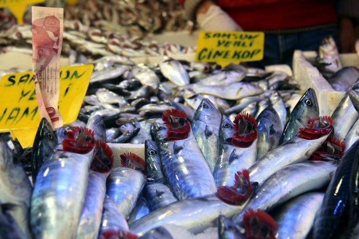 Karadeniz’de Palamut Sürprizi