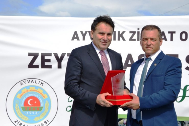 Zeytin Hasadı Törenle Başladı