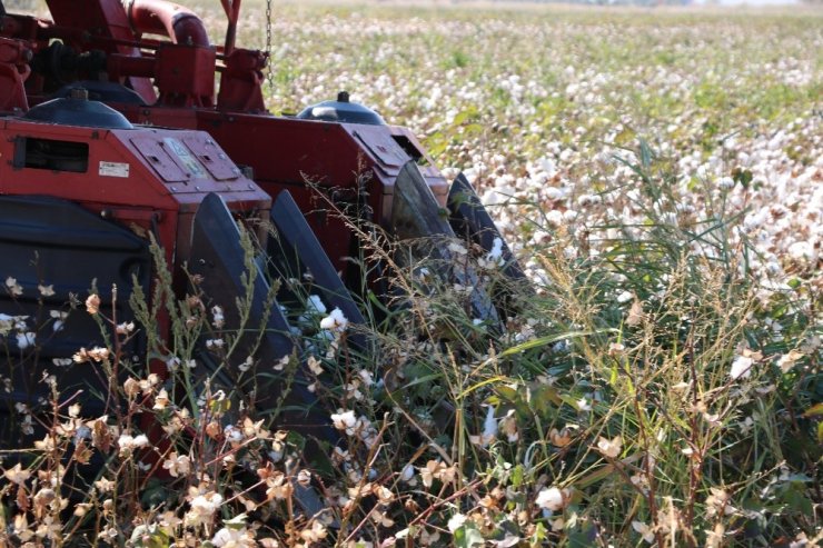 Makineleşme Pamuğa Olan İlgili Arttırdı