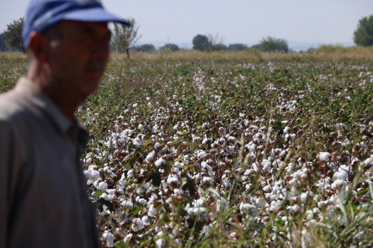Makineleşme Pamuğa Olan İlgili Arttırdı