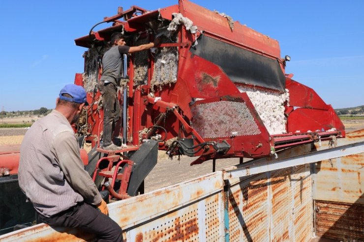 Makineleşme Pamuğa Olan İlgili Arttırdı