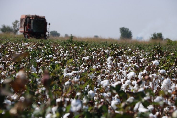 Makineleşme Pamuğa Olan İlgili Arttırdı
