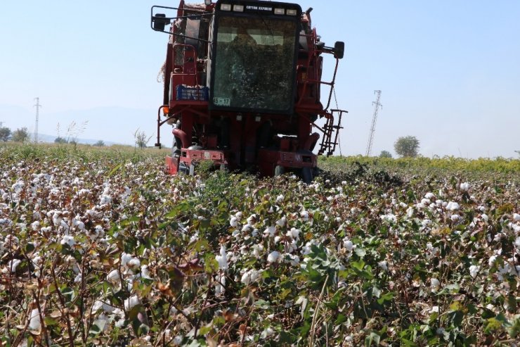 Makineleşme Pamuğa Olan İlgili Arttırdı