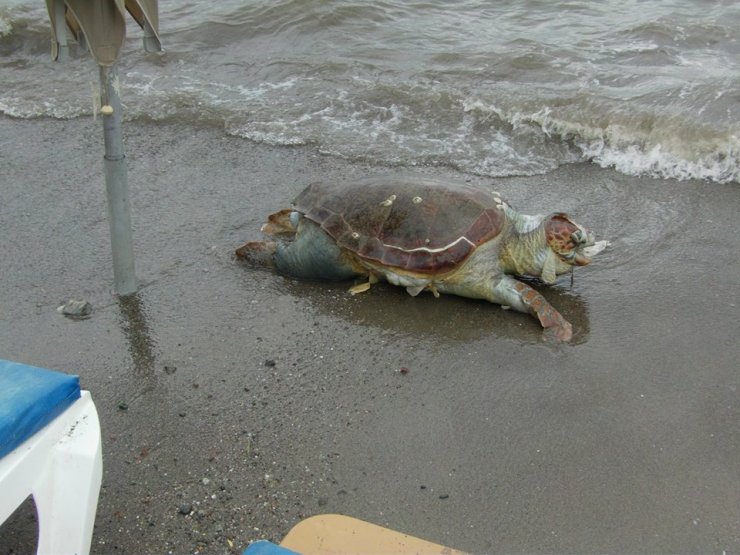 Teknenin Pervanesinden Yara Alan Caretta Caretta Ölüsü Sahile Vurdu