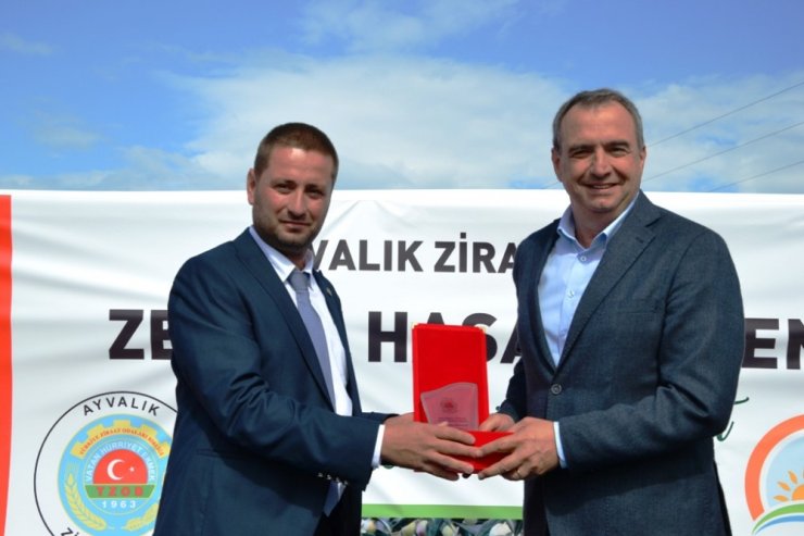 Zeytin Hasadı Törenle Başladı