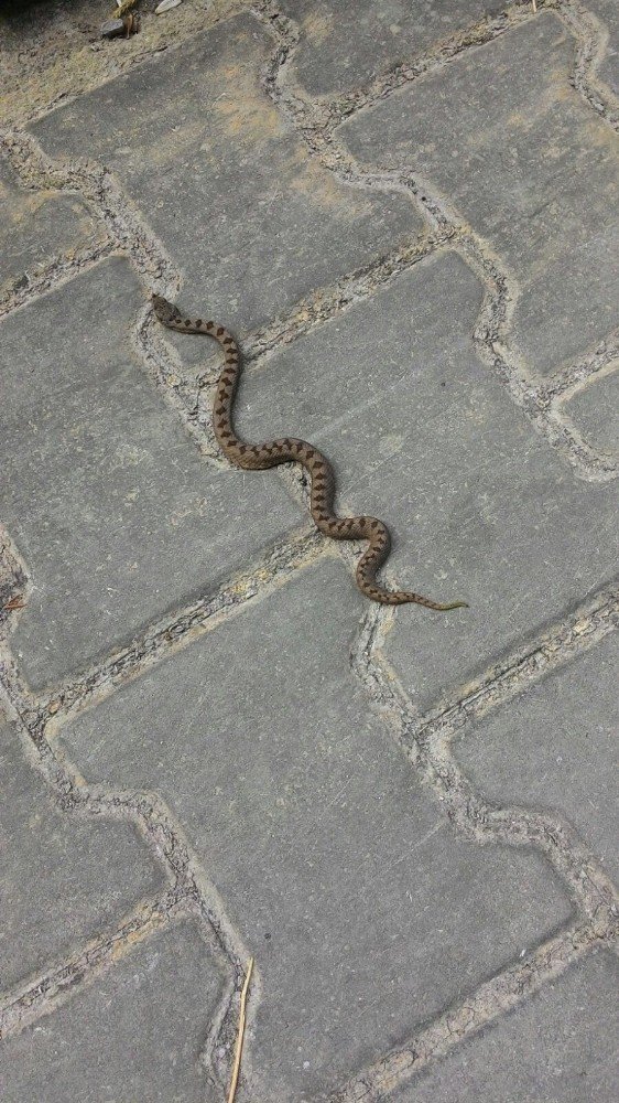 Küre Dağaları Milli Parkı’nda Yeni Engerek Türü Tespit Edildi