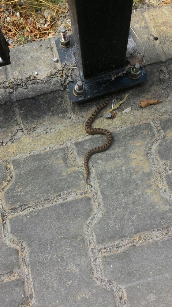 Küre Dağaları Milli Parkı’nda Yeni Engerek Türü Tespit Edildi