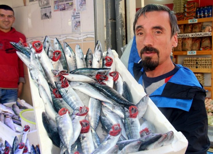 Karadeniz’de Palamut Sürprizi