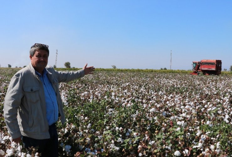 Makineleşme Pamuğa Olan İlgili Arttırdı