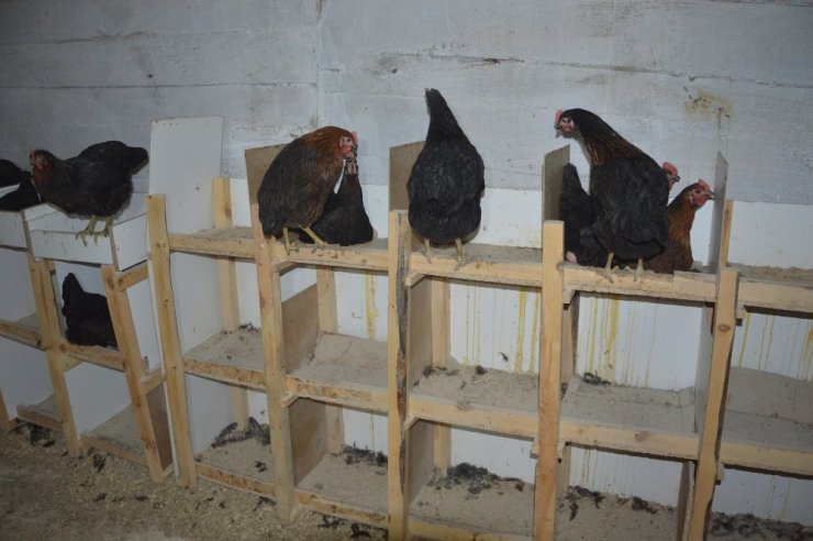 Kızı İçin Tavuk Çiftliği Kurdu, Organik Yumurta Üretiyor